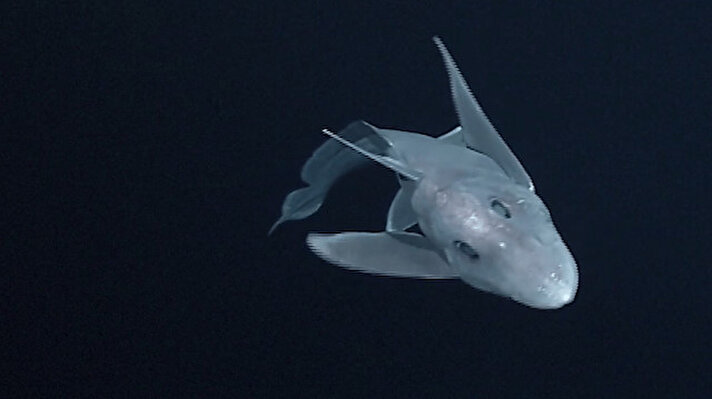 BBC'nin haberine göre, Ulusal Su ve Atmosfer Araştırmaları Enstitüsünden bilim insanları, Yeni Zelanda'nın Güney Adası açıklarında yaklaşık 1,2 kilometre derinlikte hayalet köpek balığı yavrularına rastladı.<br>