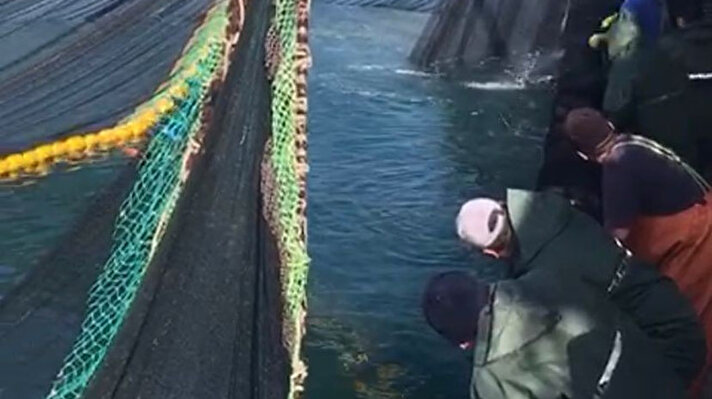 Zonguldak'ın Kozlu İlçesinde dün gece saatlerinde deniz açılan balıkçılar, 500 kasa istavrit yakaladı. 