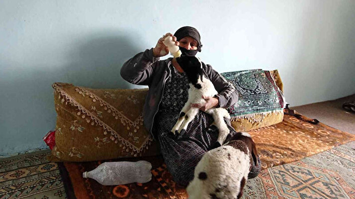 İlçe merkezine 18 kilometre uzaklıkta bulunan Kısıklı köyünde yaşayan Gülsüm Avcı, anneleri ölen 3 kuzuyu evine alarak bakmaya başladı.