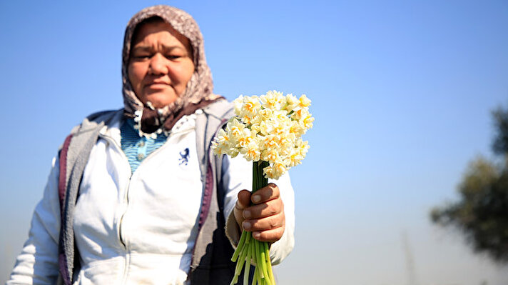 İlkbaharın habercisi olarak anılan ve kasım ayından mart başına kadar hasadı süren nergis çiçeği, kadınlar tarafından toplanarak Türkiye'nin farklı kentlerine gönderiliyor.<br><br>