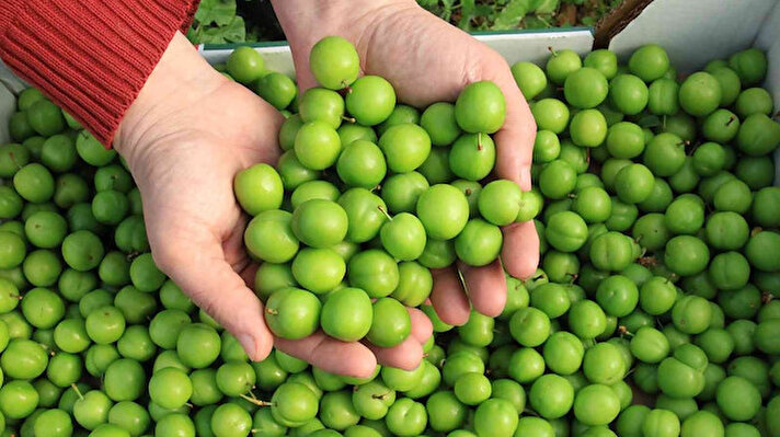 Birçok sebze ve meyvenin üretildiği Mersin’in Erdemli ilçesinde çeşitli ürünlerin hasadı turfanda da yapılıyor. 