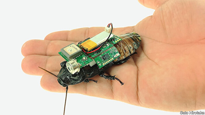 Robotik böcekler ile ilgili ilk çalışma 1997 yılında Tokyo Üniversitesi'nden Isao Shimoyama'nun bir hamamböceğinin antenlerine elektrik sinyalleri göndererek, hangi antenin uyarıldığına bağlı olarak araştırma yapmasıyla başladı.