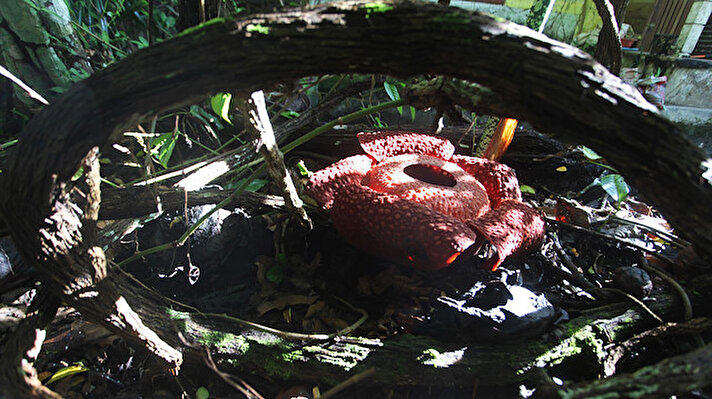 Bitki olmasına rağmen fotosentez yapmayan, kökü olmayan ve yaprağı olmayan ceset çiçeği (Rafflesia arnoldii), adını çürüyen ete benzeyen kokusundan alıyor.