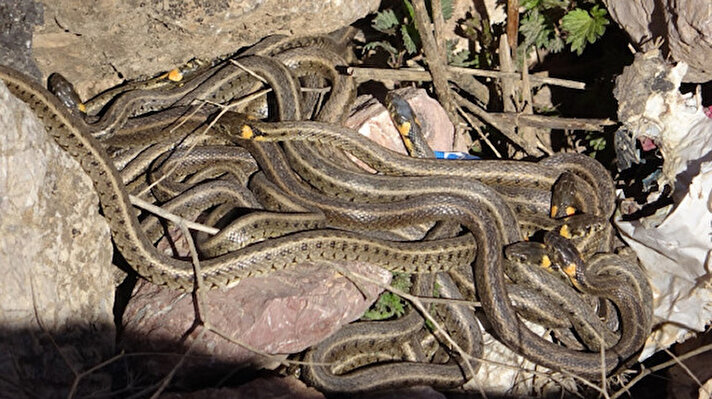 Yürekli ve Karabağ köyleri arasındaki bölgede yol boyu sürü halinde yılanların bulunması Brezilya'nın 'Yılan Adası'nı andırırken, görenleri ise hem korkutuyor hem de şaşırtıyor. 