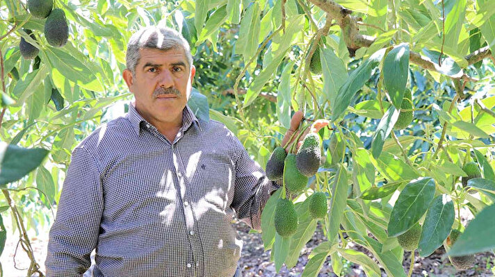 Antalya'nın Alanya ilçesi Türkiye'nin yüzde 70 avokado ihtiyacını karşılıyor. Yaklaşık 40 bin hektar alanda yetiştirilen tropikal meyve marketler raflarında tanesi 8 ila 10 TL'den yerini alıyor. 