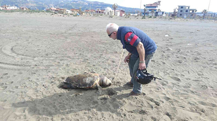 Hatay’ın Samandağ ilçesi sahilinde nesli tükenme tehlikesi altındaki 4 yeşil deniz kaplumbağası ölü bulundu.