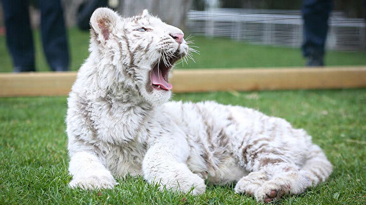 İstanbul Silivri’de bir villada ele geçirilen ve 20 bin doğumda bir rastlanabilen bir tür olan albino Bengal kaplanı yavrusunun yeni yuvası Gaziantep Hayvanat Bahçesi oldu.