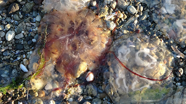Çanakkale Boğazı ile sahillerde görülen, 'zehirli' olarak bilinen pusula denizanaları (chrysaora hysoscella) tedirginlik oluşturdu.