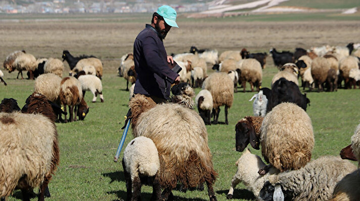 Yüksekova’da havaların ısınmasıyla birlikte küçükbaşlar, meralara çıkarılmaya başladı. İlçenin Karabey köyünde hayvancılıkla uğraşanlar ise çoban bulamıyor. 