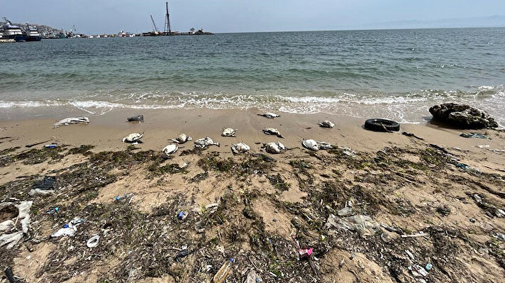 Sinop sahilindeki ölü kuşları görenler, İl Tarım ve Orman Müdürlüğü ile Doğa Koruma ve Milli Parklar Şube Müdürlüğü ekiplerine bildirdi. Sahilde inceleme yapan ekipler, 15 kara gerdanlı dalgıç ölüsü buldu. 