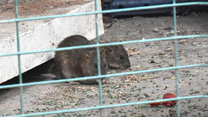 Küçükminare Mahallesi Dikilitaş Caddesi'ndeki Kangal İş Hanı'nda, 3 ay önce hayatını kaybeden Mustafa Akpolat'a ait hurda dükkanında son günlerde fareler türedi.
