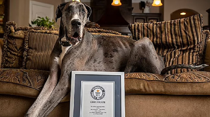 Sahibi Brittany Davis ile birlikte Teksas, Bedford'da yaşayan Danua Zeus Guinness Dünya Rekorları tarafından dünyanın yaşayan en uzun erkek köpeği olarak taçlandırıldı.