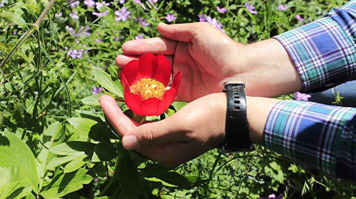 Yaklaşık iki hafta yaşam süresi olan ve halk arasında 'ayı gülü' ismiyle anılan Şakayık çiçeği Antalya, Konya ve Muğla'da bazı yüksek kesimlerde yetişiyor. 