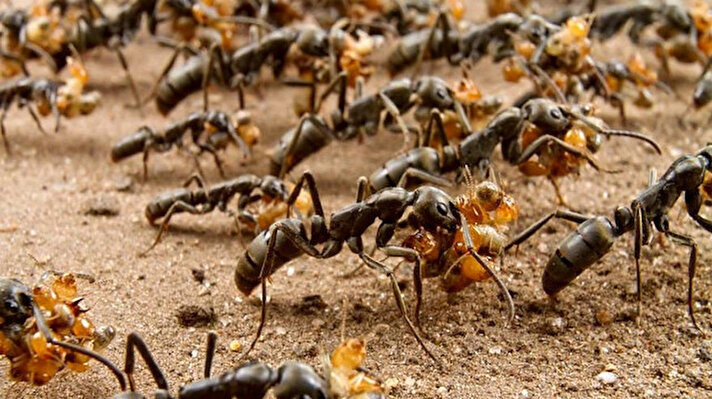 Afrika Matabele karıncaları üzerine çalışmalar yürüten araştırmacılar, bu sosyal böceklerin yaralı karıncaları eve götürdüklerini önceden fark etmişti.<br>
