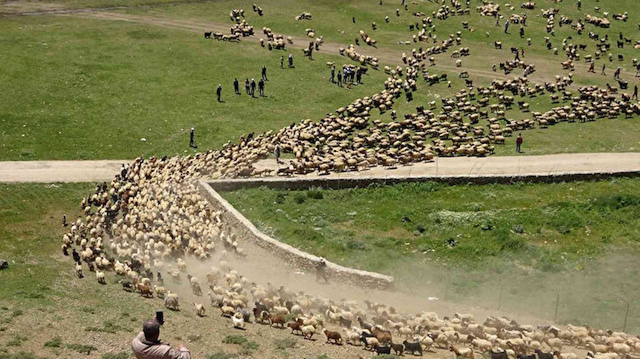 Yüksekova ilçesine 10 kilometre uzaklıkta bulunan Çukurca köyünde 2 bin kuzu ve 2 bin koyunun buluşma anı renkli görüntülere sahne oldu.