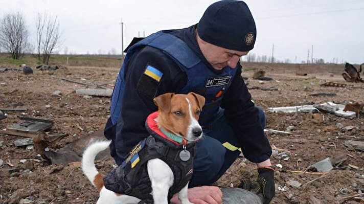 Instagramda 270.000 takipçisi olan Ukrayna'nın kahraman köpeği Patron, Rus mayınlarını kazma çalışmaları nedeniyle Cannes Film Festivali'nde ödüle layık görüldü.