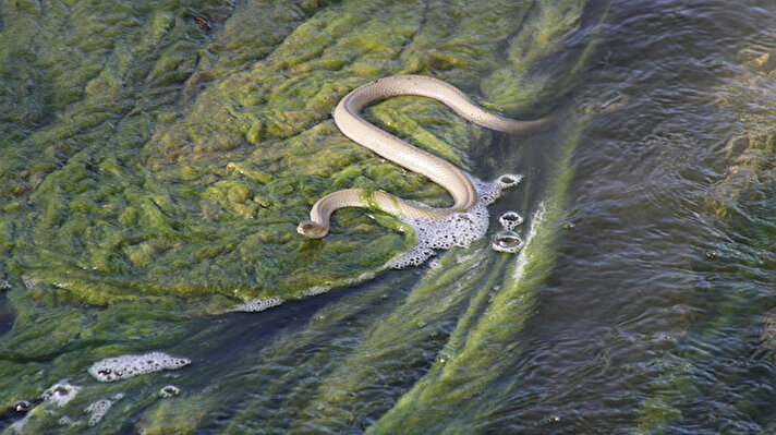 Yaşam sürdükleri Beyşehir Gölü'nden akıntıyla Beyşehir Suğla Apa (BSA) kanalına geçen çok sayıda su yılanı mahsur kaldı.