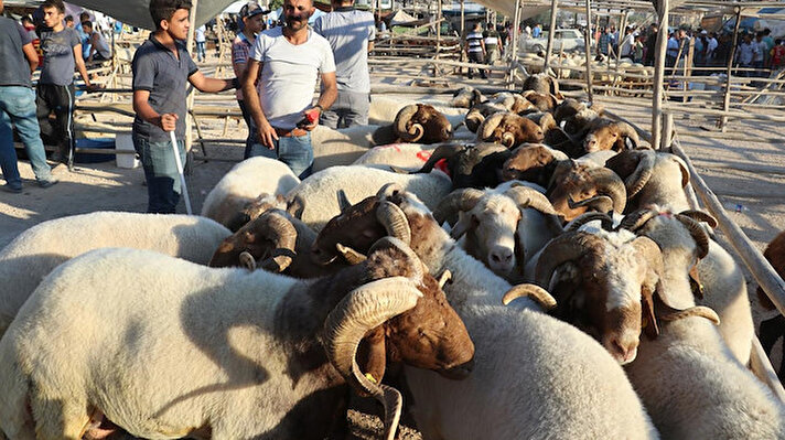 Kurban keserek Allah'ın emirlerini yerine getirmek isteyenler Kurban Bayramı için hazırlık yapmaya başladı.