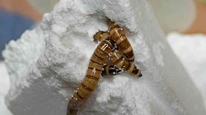 Avustralyalı bilim adamları, genellikle bir süper solucan olarak bilinen Zophobas morio'nun polistiren diyetiyle hayatta kalabileceğini keşfettiler ve böcek larvalarının plastiği bir bağırsak enzimi aracılığıyla sindirdiğine inanıyorlar.
