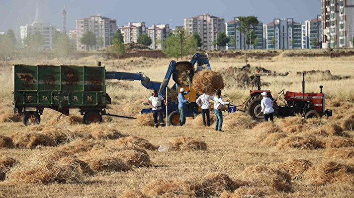 Güneydoğu Anadolu Bölgesi’nde çiftçilerin hasadı devam ediyor. Diyarbakır’ın Kayapınar ilçesinde, milyonluk siteler arasında mercimek eken çiftçi hasada başladı.