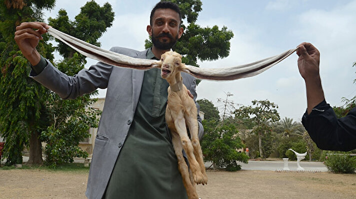 Pakistan`da doğan dünyanın en uzun kulaklı, `Simba` adındaki 9 günlük keçinin kulaklarının her birinin uzunluğu 48 santimetreye ulaşıyor.<br>