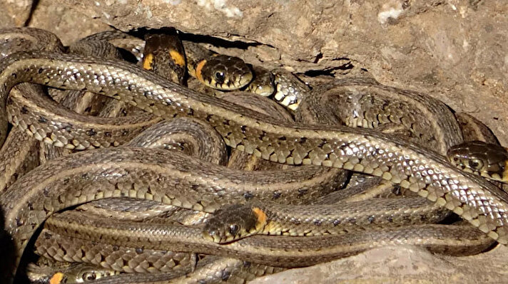 Hakkari'nin Yürekli ve Karabağ köyleri arasındaki bölgede sürü halinde görüntülenen dev yılanlar herkesi şaşırttı.