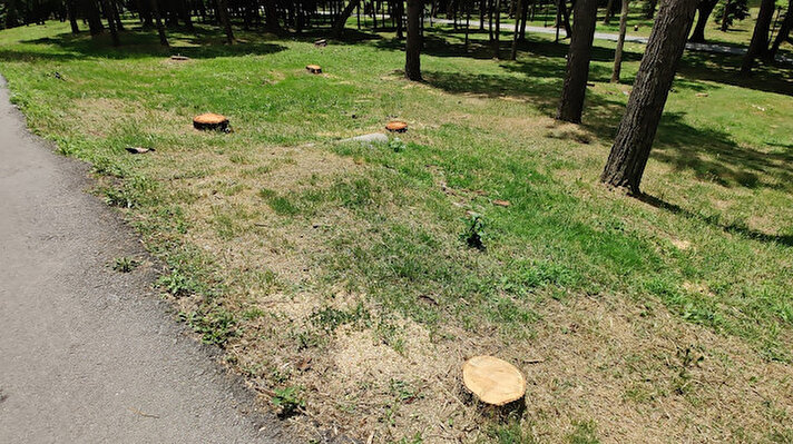 İstanbul’un en güzel parklarından Sarıyer’deki Emirgan Korusu’nda bulunan ağaçlar, İBB tarafından izin olarak kesilmişti. Bir vatandaşın ihbarıyla ortaya çıkan olayın ardından İstanbul Orman Bölge Müdürlüğü harekete geçmişti. 