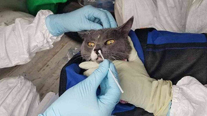 Tayland’da yaklaşık bir senedir yapılan bilimsel çalışmalar sonucunda, ilk kez bir kediden insana Covid-19 bulaştığı tespit edildi. 