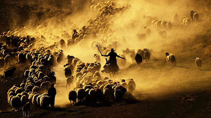 Tatvan ilçesine bağlı Kıyıdüzü'ndeki çobanlar, binlerce koyunu buğday tarlalarına ve ekinlere zarar vermemesi için toprak ve tozla kaplı vadiden götürmek zorunda kalıyor.<br>