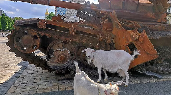 Rusya Devlet Başkanı Vladimir Putin'in adamları yerel bir hastanenin çevresine sabitlenmiş el bombaları yerleştirdi ve çevresine teller dizdi. Ukraynalı bir keçi, kendi tellerine basıp bir dizi el bombasını aktifleştirdikten sonra kırk Rus askerini yaraladı.