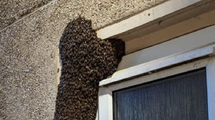 Kayley Harding, evlerinin tamamen arılar tarafından istila edildiğini söyleyerek pencere açmaya korktuklarını belirtti.
