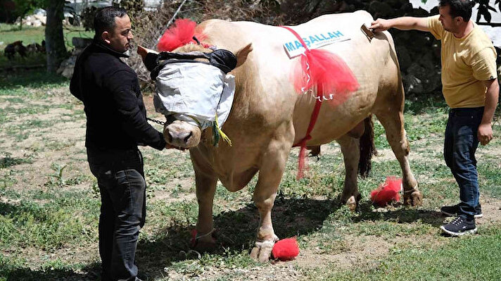 Yozgat'ın Çekerek ilçesinde besicilik yapan ve mandırasındaki kurbanlıklarını bayrama hazırlayan İlyas Süzener, 3 yıldır özenle baktığı ve "Fırtına" ismini verdiği şarole ırkı boğayı yaklaşan Kurban Bayramı öncesi satışa sundu.