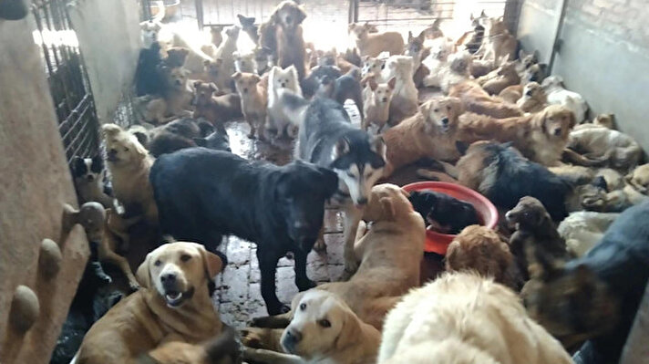 Çin'de yaz gündönümünü kutlamak için yapılan etkinlik, her yıl binlerce köpeğin ölümünden sorumlu olarak biliniyor.