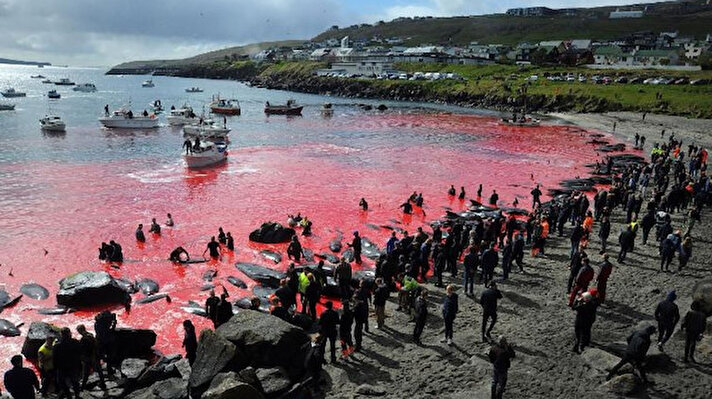 Faroe Adaları'nda her yıl düzenlenen ve gelenek halini almış olan "Grindadrap" adlı festival sebebiyle yüzlerce balina ve yunus katlediliyor.<br><br>