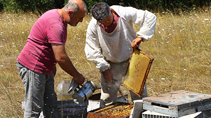 Gündüz kardeşler, en iyi bala ulaşmak için arılarıyla Türkiye'nin dört bir yanına yolculuk yapıyor.<br>