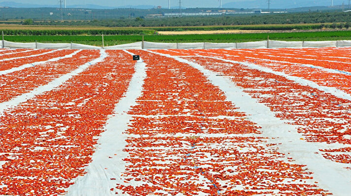 Türkiye'de sanayi tipi domates üretiminde 2'nci sırada yer alan, kurutulmuş domatesin de önemli merkezlerinden Manisa'nın Saruhanlı ve Turgutlu ilçelerinde hasat edilen ürünler, kurutulmak için tarlalara serilmeye başlandı.