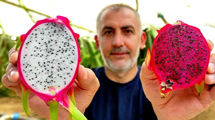 Gürsu ilçesinde uzun yıllar fidan yetiştiriciliği yapan Özhan Öztürk, Güney Amerika menşeli olan ejder meyvesini Bursa’da yetiştirmeye karar verdi. 