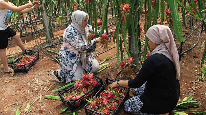 Türkiye'nin tarım da üretim merkezleri arasında yer alan Mersin'de son yıllarda tropikal meyve üretimi de arttı. Hatay'dan Mersin'in Erdemli ilçesine yerleşen doğa ile iç içe çiftlik kuran Akdoğan ailesi de egzotik tropikal meyveler yetiştirmeye başladı.<br>