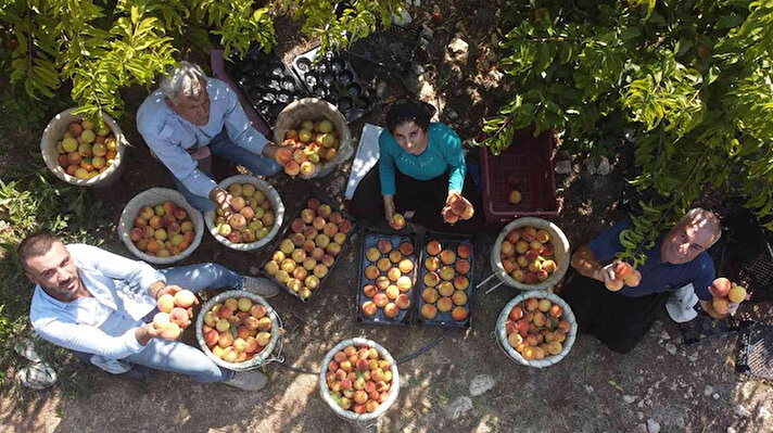 Türkiye’nin özellikle yaş sebze ve meyve üretiminde ilk sıralarda yer alan Mersin’de son haftalarda yoğun olarak şeftali hasadı yapılıyor.
