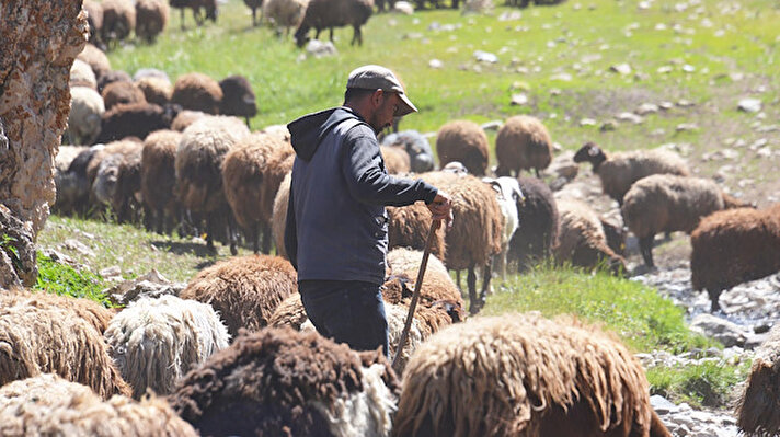 Bakanlık Eğitim ve Yayın Daire Başkanlığı (EYDB), Türkiye İş Kurumu Genel Müdürlüğü (İŞKUR), Hayvancılık Genel Müdürlüğü (HAYGEM), Tarım İşletmeleri Genel Müdürlüğü (TİGEM), Türkiye Ziraat Odaları Birliği (TZOB) ve Türkiye Damızlık Koyun Keçi Yetiştiricileri Birliği'nin (TÜDKİYEB) 'Aktif İşgücü Piyasası Programları İşbirliği Protokolü' kapsamında yurt genelinde çobanlara yönelik 2013 yılından bu yana kurslar düzenleniyor. İl milli eğitim müdürlüklerine bağlı halk eğitim merkezlerinde teknik elemanlarca verilen 2029 eğitim programına katılan 47 bin 359 kişi, sertifika aldı. Eğitimlerde sürü yönetimi elemanı veya sürü yönetimi elemanı olmaya aday kişilere; koyun ağılı ve keçi barınağı kurma, koyun ve keçi ırkını seçme, küçükbaşlarını besleme ve bakımını yapma, çoğaltma, yetiştirme, bulaşıcı ve hayvan hastalıklarına karşı koruyabilme ve mücadele edebilme, biyogüvenlik uygulamalarına hakim olma ve sağım yapma gibi konular öğretiliyor.<br>