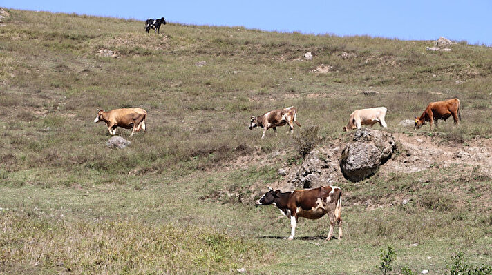 Olay, 15 Eylül'de Beycuma beldesi Saraycık köyünde meydana geldi. Durmuş Alboğa, ineklerini sabah saatlerinde beslenmeleri için araziye saldı. Akşam saatlerinde çevredekilerin, ineklerden birinin yakındaki bahçede fenalaştığını söylemesi üzerine Alboğa, belirtilen yere koştu. 