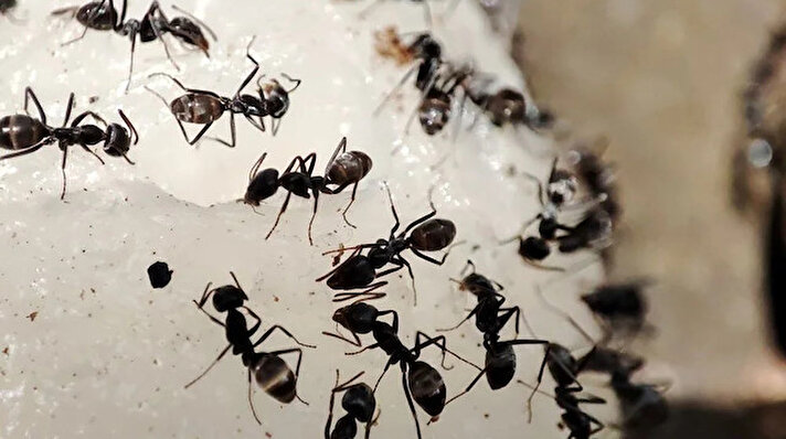 Almanya'daki Julius Maximilians Üniversitesi'nden araştırmacılar, “Dünyada kaç tane karınca var?” sorusundan yola çıkarak bir çalışma gerçektirdi. 