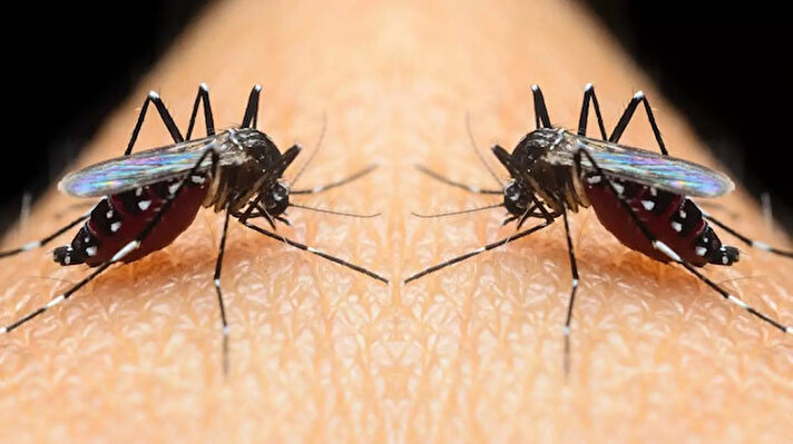 Prof. Dr. Ali Satar, yaptığı açıklamada, cins sivrisineklerin ilkin alerjik reaksiyon, sonrasında ise insan vücudunda kalıcı hastalıklar bırakabileceğine değindi.<br>
