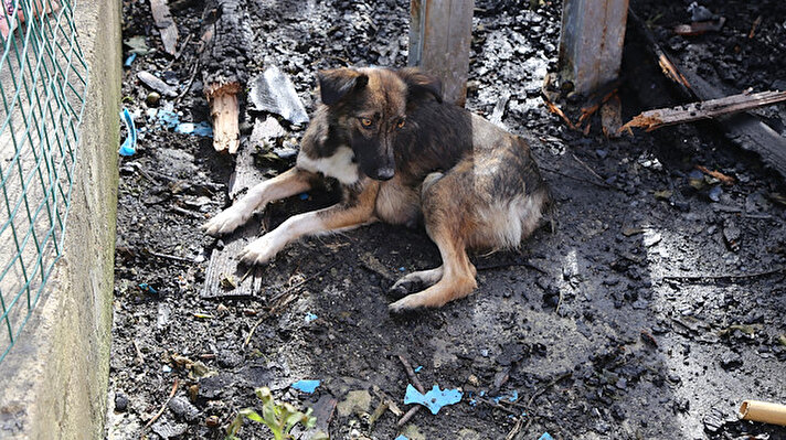İnebolu ​ilçesine bağlı Yamaç köyünde sabaha karşı çıkan, 6 evin zarar gördüğü yangında, "Kontes" ismi verilen sahipsiz köpeğin 5 yavrusu telef oldu.<br>