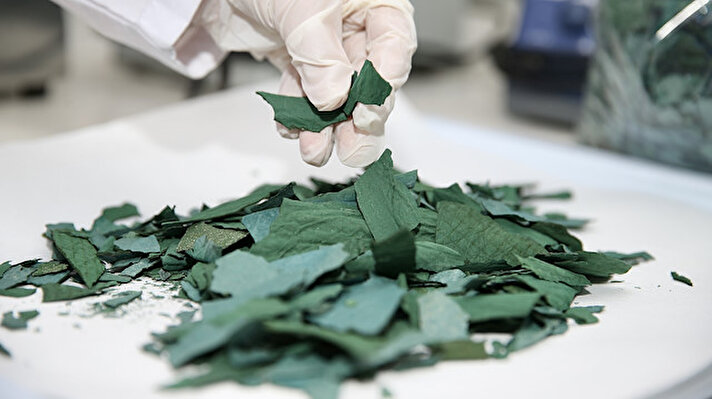 Laboratuvar ortamında yaklaşık 5 yıldır alg kültür yetiştiriciliği üzerinde çalışma yürüten akademisyen ve öğrenciler, mayıs ayında spirulina üretimine başladı.