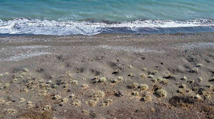 Akdeniz’e 321 kilometre kıyısı bulunan turizm ve üretim şehri Mersin’de sahiller kum zambakları ile renklendi. Nesli tükenme tehlikesi altında olduğu için koruma altında bulunan kum zambakları Eylül ayının son günlerinde yoğun çiçekli dönemine girdi.
