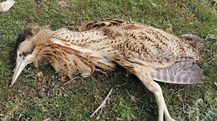 Diyarbakır’ın Dicle ilçesinde ölü taklidi yapan yaralı “balaban” kuşu köylüler tarafından fark edildi. Doğa Koruma ve Milli Parklar Şube Müdürlüğü ekiplerine teslim edilen yaralı balaban, tedavi altına alındı