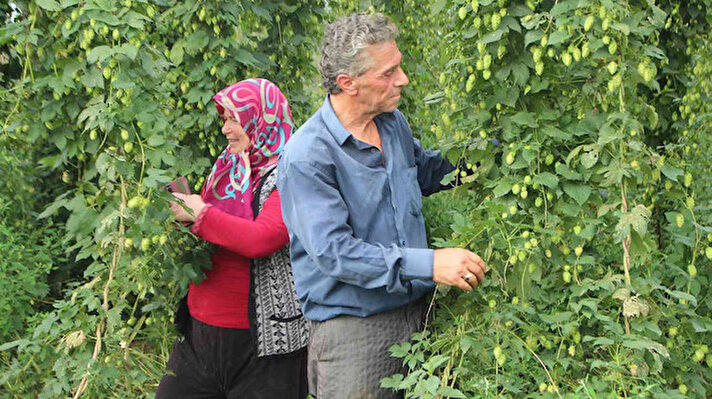 Pazaryeri ilçesinde 1960 yılından beri en çok gelir elde edilen ve ilçenin başlıca geçim kaynağı olan şerbetçi otu başta içecek sanayi olmak üzere, ilaç, unlu mamulleri mayası ve kozmetik alanlarında kullanılıyor. 