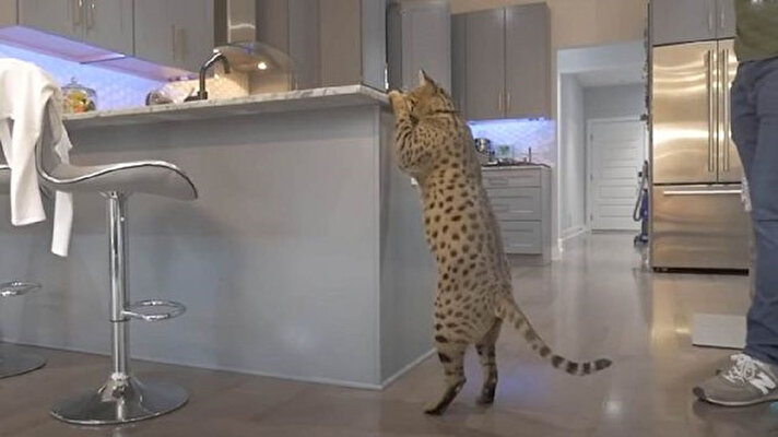 ABD'nin Michigan eyaletinde yaşayan 'Fenrir' adlı Savannah cinsi kedi, 'dünyanın yaşayan en uzun boylu evcil kedisi' unvanını erkek kardeşinden devraldı.