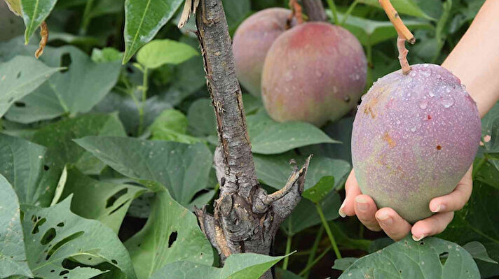 Türkiye'nin tropikal meyve üretim üssü haline gelen Alanya'da muz ve avokadonun yanı sıra mango üretiminde de ön plana çıkmaya başladı.<br>